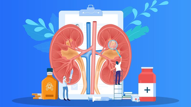 Identifying When Your Kidneys Require Detoxification and Restorative Care