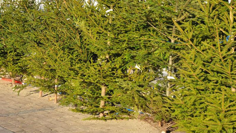 Ultimate Guide to Maintaining Freshness of Your Christmas Pine Tree Throughout the Holiday Season