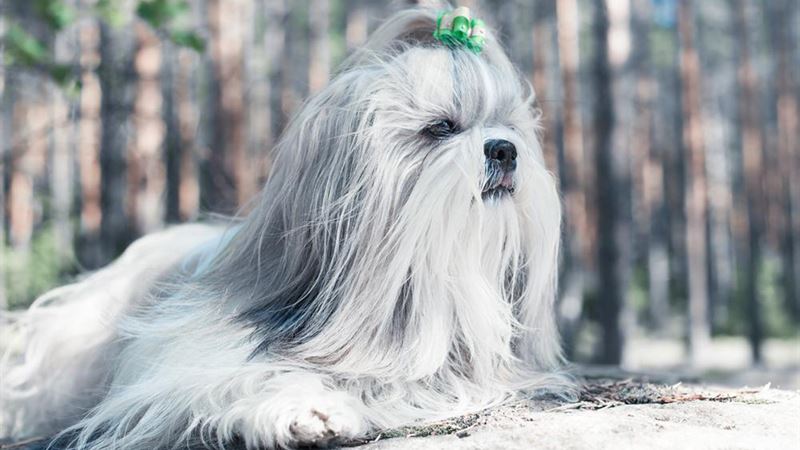 Essential Tips for Selecting a Healthy and Happy Shih Tzu Puppy