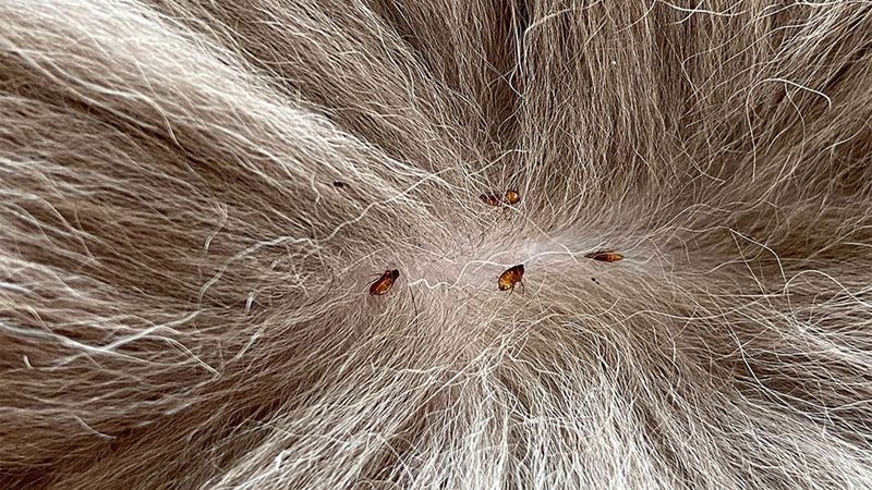 Effective Home Strategies and Treatments to Safeguard Dogs from Fleas and Ticks
