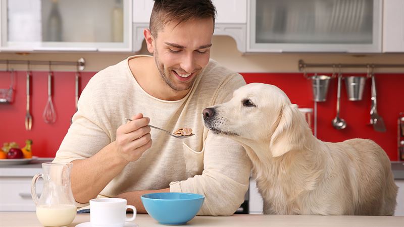 Comprehensive Guide to Selecting Optimal Nutrition for Your Dog's Sensitive Stomach