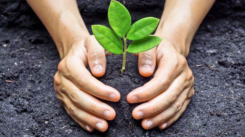 Comprehensive Guide to Cultivating and Maintaining Hydrangea Plants for Vibrant Blooms