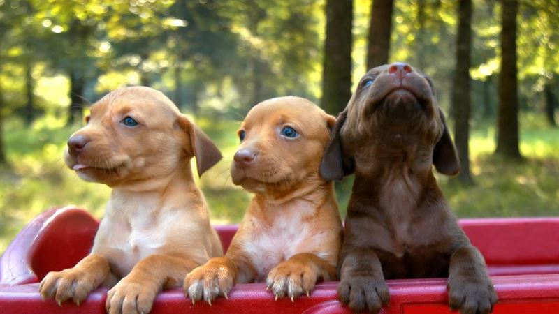 Discover Perfect Small Dogs for Sale: Your Comprehensive Guide to Finding the Ideal Companion