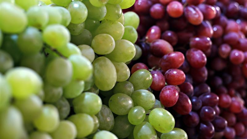 Hazardous Foods That Could Harm Your Dog's Health