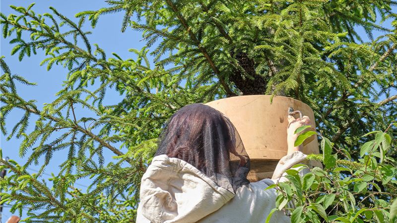 Essential Guide to Safe Bee Nest Removal and Prevention Strategies