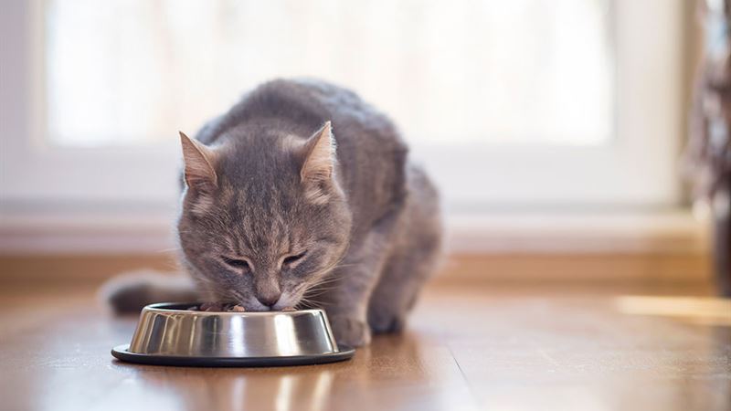 Comprehensive Guide to Nutritious Cat Food for Digestive Health and Special Needs