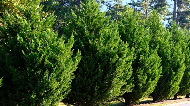 Top 6 Rapid-Growth Shrubs for Enhancing Privacy in Your Garden