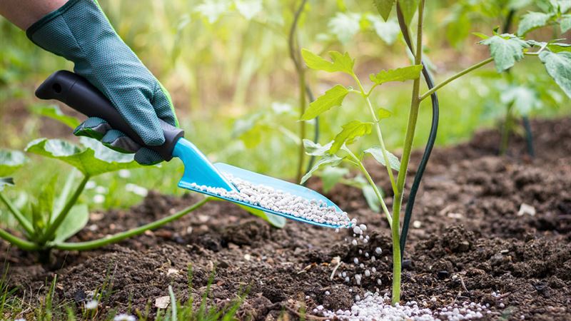 Comprehensive Guide to Tomato Fertilizers: Enhancing Growth, Yield, and Quality