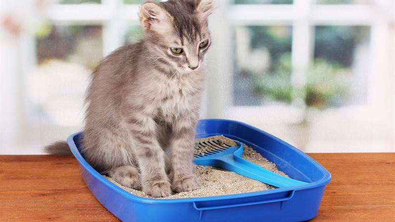 Comprehensive Guide to Cat Litter Types and Their Impact on Human Health