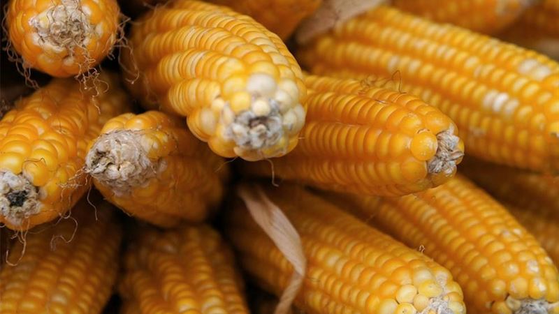 Dietary Guidelines and Foods to Avoid for Children with ADHD