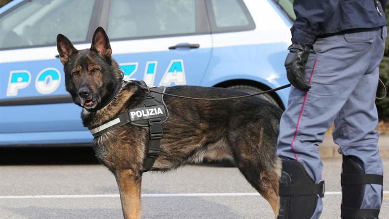 Comprehensive Guide to Training Your Service Dog for Public Readiness