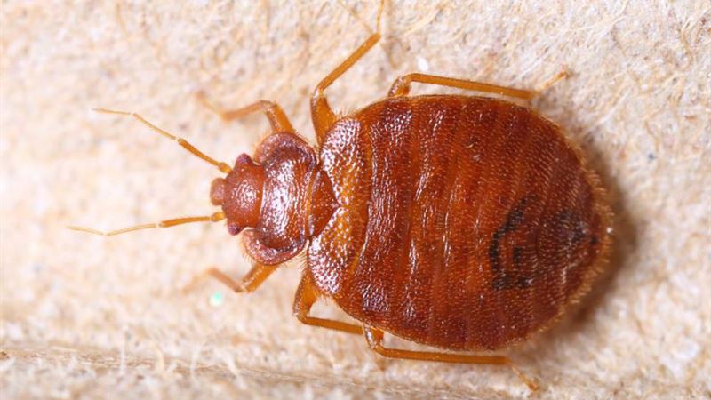 Comprehensive Guide to Detecting and Eliminating Bed Bugs