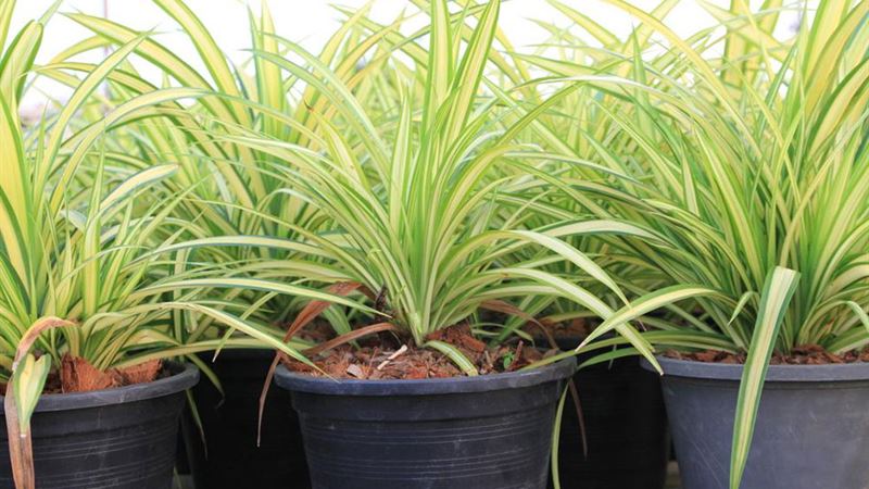 Safe and Pet-Friendly Indoor Plants for Your Home