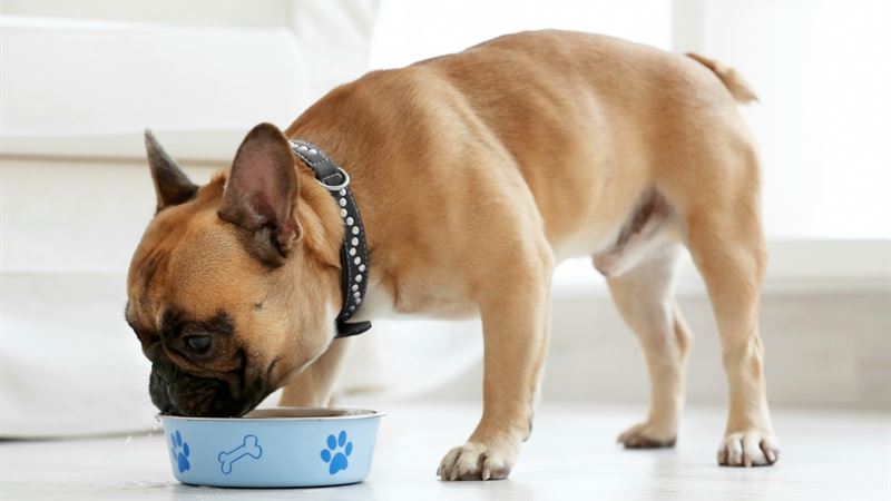 The Ultimate Guide to the Top 7 Puppy Food Brands for Healthy Growth