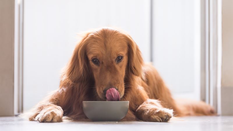 Comprehensive Guide to Choosing the Ideal Dog Food for Sensitive Stomachs