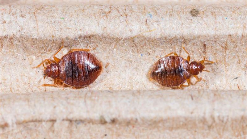 Ultimate Guide to the Top Bed Bug Sprays for Effective Pest Control