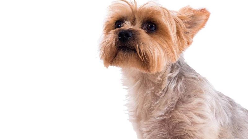 Essential Guidelines for Purchasing a Teacup Yorkie During Sales Events