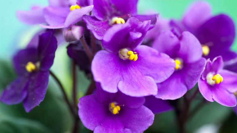 Comprehensive Guide to Nurturing Your African Violet Plants