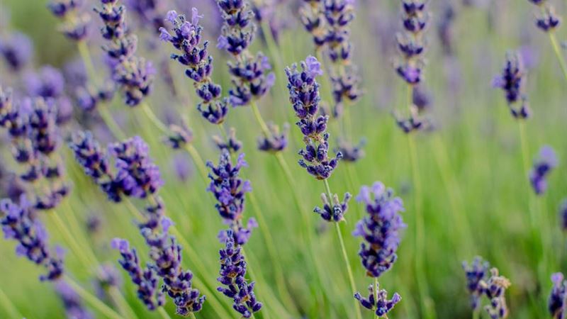 Comprehensive Guide to Cultivating and Maintaining Healthy Lavender Plants