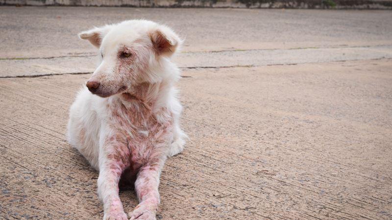 Comprehensive Guide to Understanding and Preventing Scabies Infestation