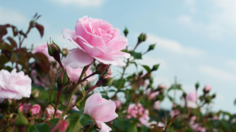 Effective Techniques for Pruning Rose Bushes for Healthy Growth