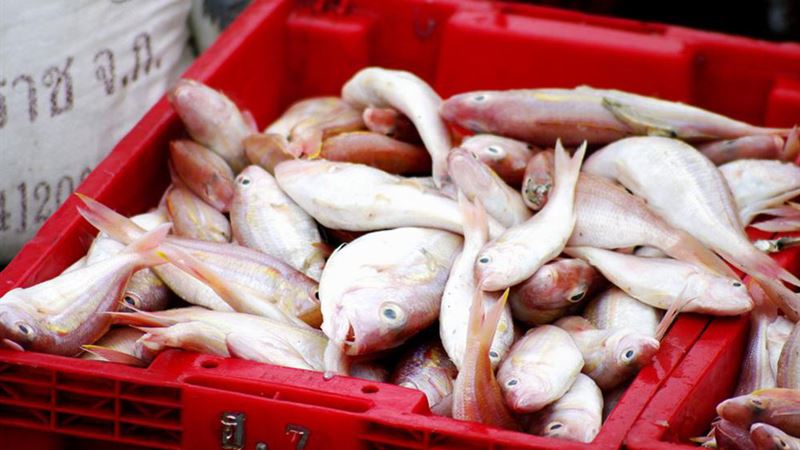 Essential Guide to Understanding and Utilizing Fishing Reports for Successful Angling