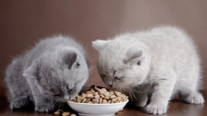 Comprehensive Guide to Selecting the Perfect Dry Cat Food for Indoor Cats