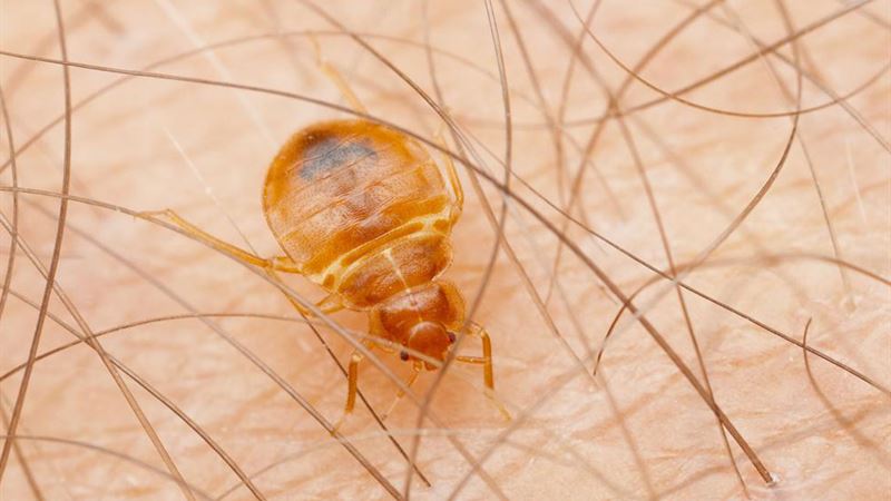 Essential Guide to Detecting and Managing Bed Bug Infestations at Home