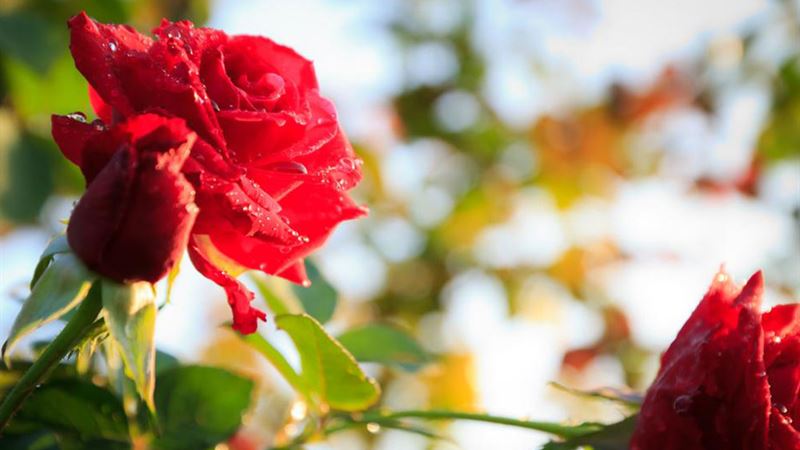 Comprehensive Guide to Growing and Maintaining Healthy Roses