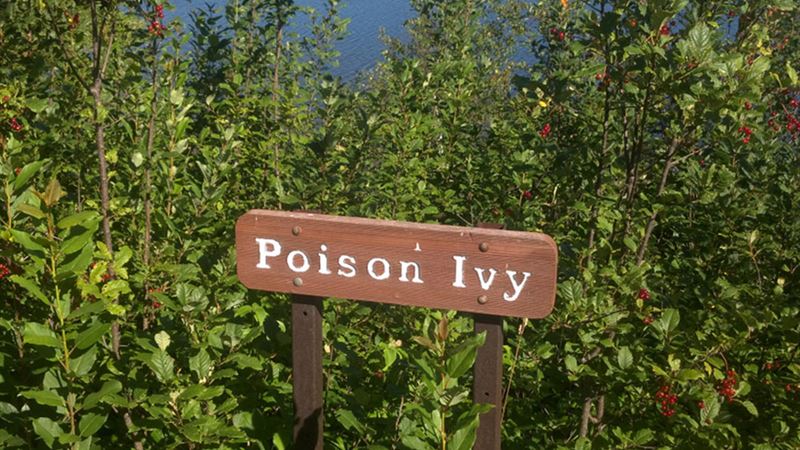 Comprehensive Guide to Recognizing and Managing Poison Ivy Skin Reactions