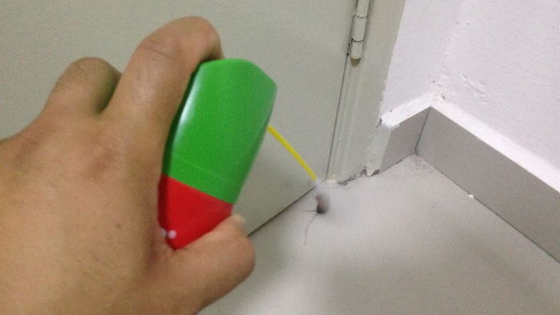 Comprehensive Guide to Effective Cockroach Repellents and Control Methods