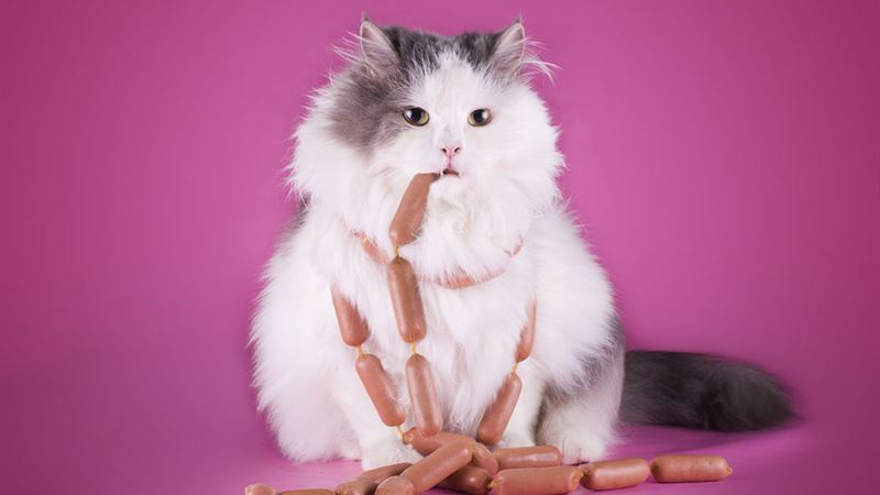 Ultimate Guide to Nutritious Treats and Diet Plans for Cats