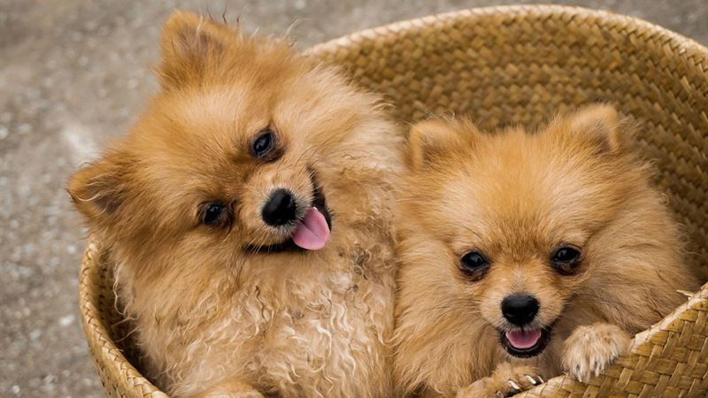 Comprehensive Guide to Responsible Pet Ownership and Selection