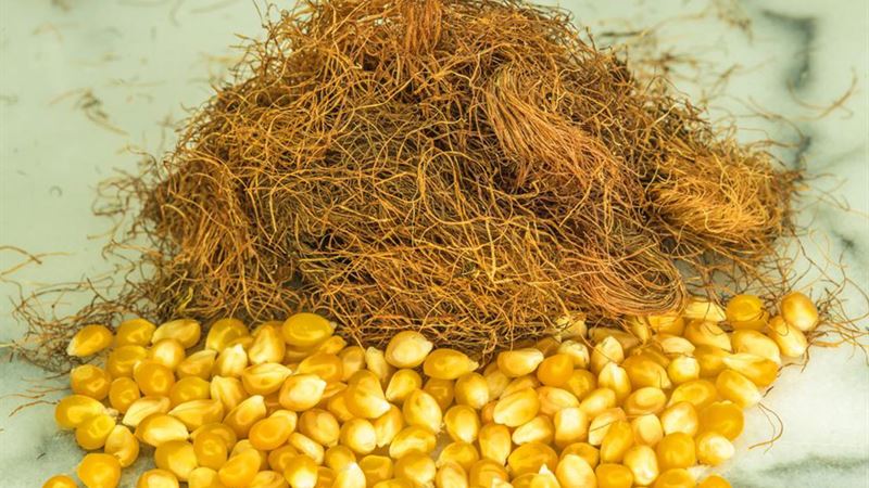 Holistic Natural Remedies for Kidney Infection Relief and Prevention