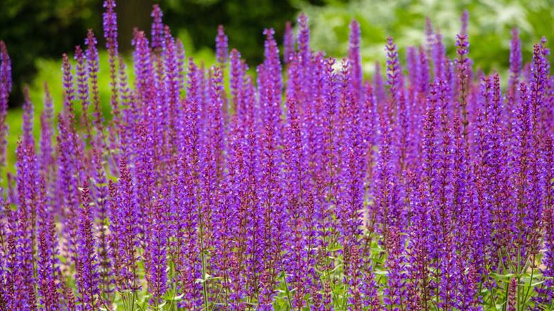 Comprehensive Guide to Cultivating Beautiful Lavender Plants