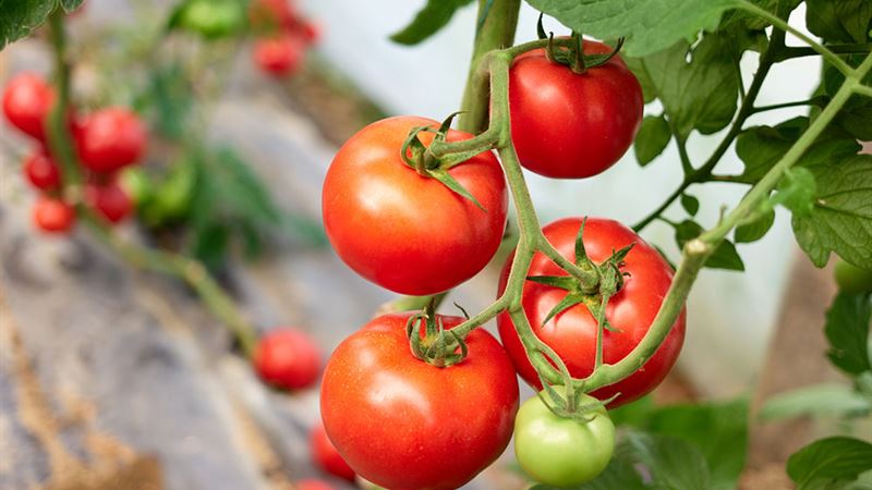 Mastering Tomato Pruning: Techniques to Maximize Your Harvest Potential