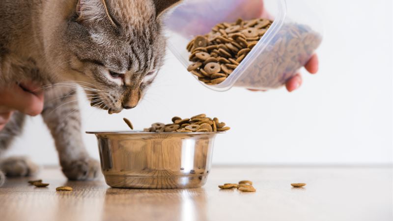 Comprehensive Guide to Nutritious and Delicious Canned Cat Food Options