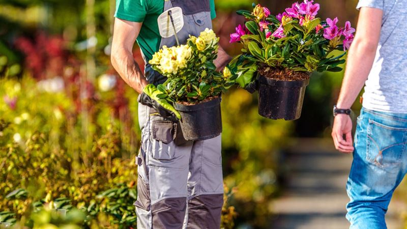 Maximizing Your Benefits at Garden Sales: Essential Tips for Garden Enthusiasts