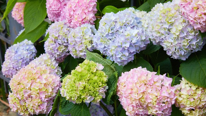 Ultimate Guide to Selecting the Perfect Fertilizer for Vibrant Hydrangeas in 2024