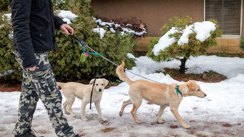 Comprehensive Guide to Choosing the Right Pet Care Provider: Pros and Cons of Hiring Professional Pet Sitters