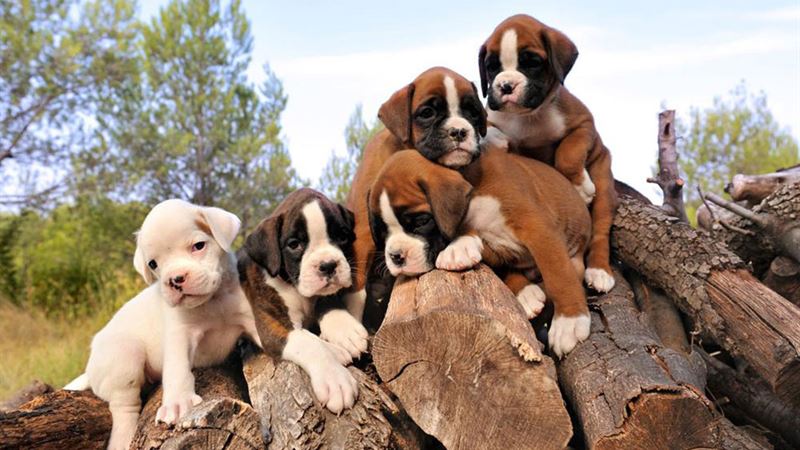Comprehensive Guide to Pricing Factors When Selling Boxer Puppies