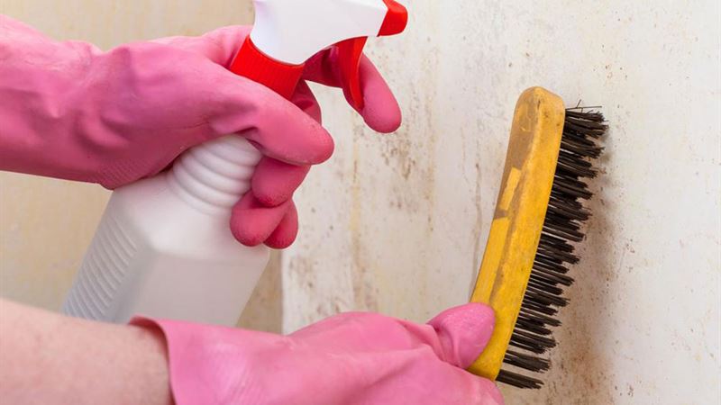 Effective Household Strategies for Preventing and Eliminating Mold and Mildew