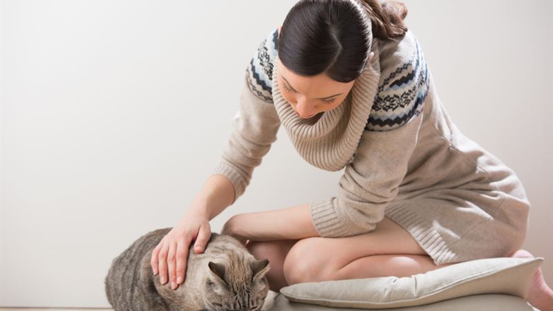 Essential Ingredients to Avoid in Quality Dry Cat Food for Your Pet’s Health