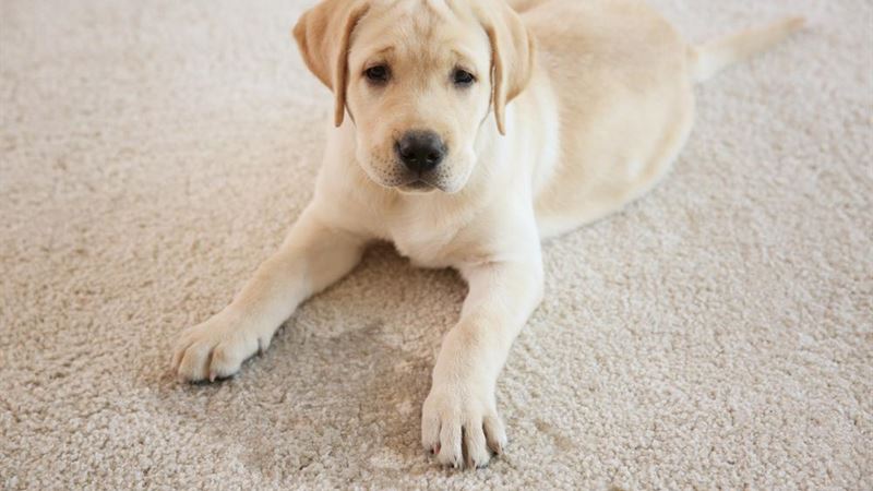 Effective Strategies for Eliminating Urine Stains and Unpleasant Odors from Mattresses