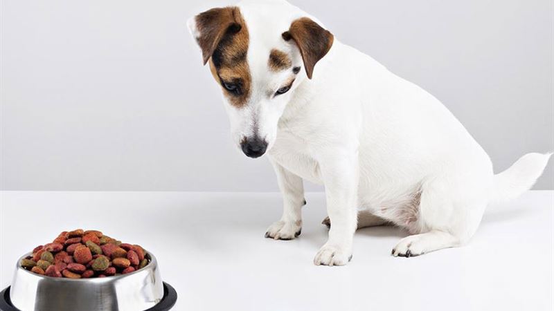 Comprehensive Guide to Establishing Healthy Eating Routines for Your Dog