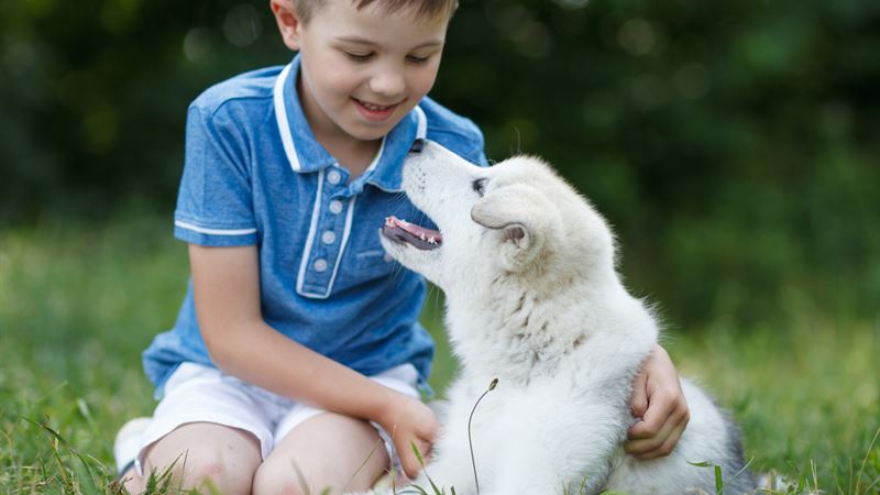 Comprehensive Guide for Dog Owners: Understanding and Managing Dog Food Allergies