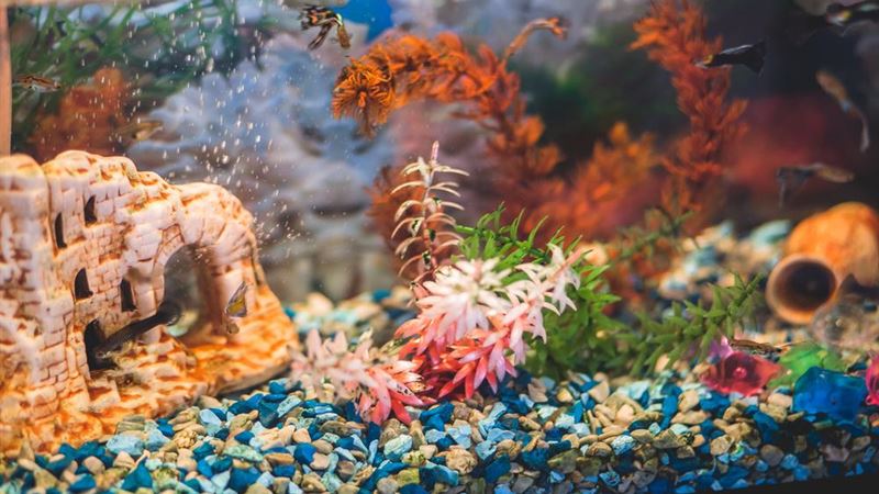 Essential Guidelines for Selecting and Maintaining Your Aquarium