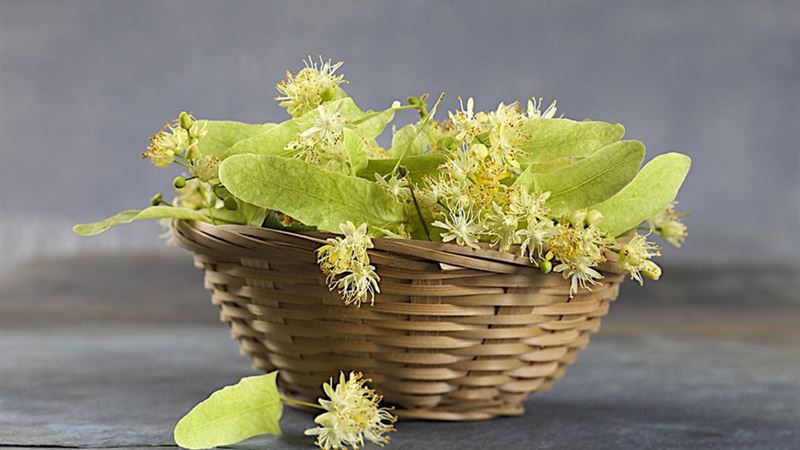 Comprehensive Guide to the Most Effective Gout Medications and Management Strategies