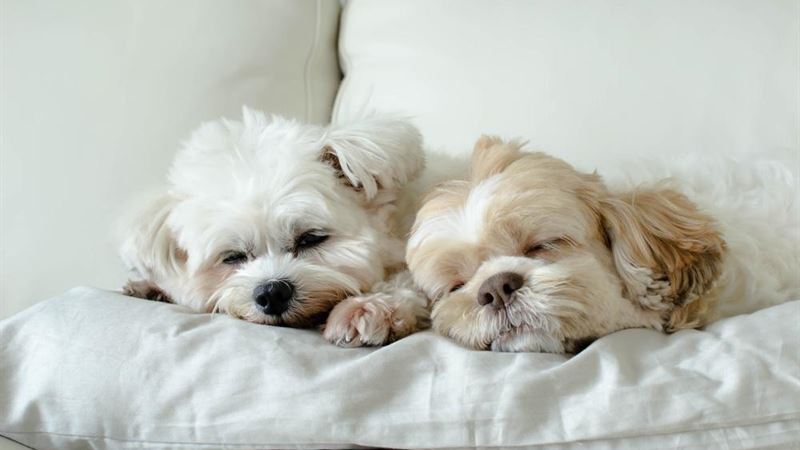 Essential Accessories to Enhance Your Dog's Comfort and Safety