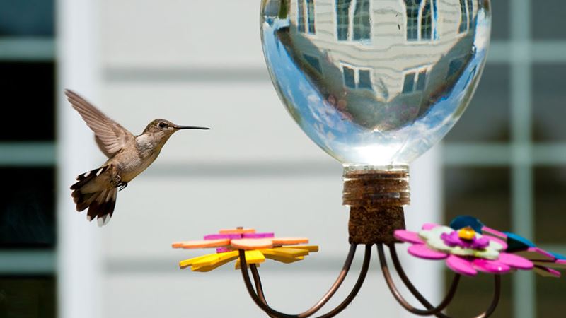 Comprehensive Guide to Hummingbird Feeders: Types, Top Choices, and Expert Tips